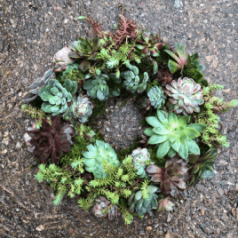This eco-friendly wreath is crafted with a moss base, seamlessly concealing nutrient-rich soil within. Adorned with a variety of living succulents in different types and sizes.