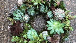 This eco-friendly wreath is crafted with a moss base, seamlessly concealing nutrient-rich soil within. Adorned with a variety of living succulents in different types and sizes.